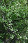 Boscia integrifolia