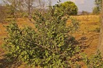 Boscia mossambicensis