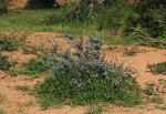 Maerua edulis