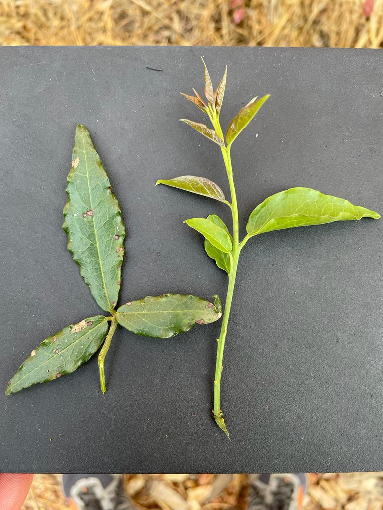 Maerua friesii