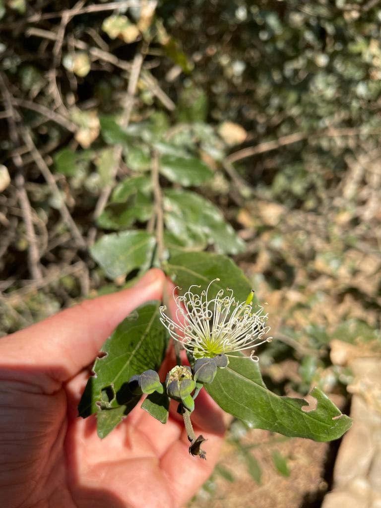 Maerua friesii