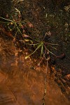Drosera affinis