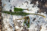 Hydrostachys polymorpha