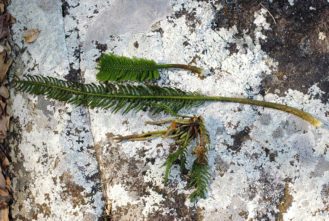 Hydrostachys polymorpha