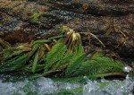 Hydrostachys polymorpha