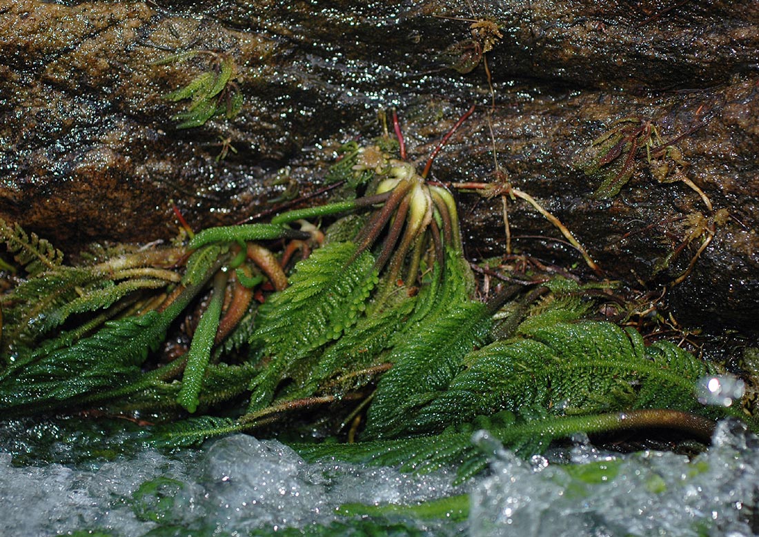 Hydrostachys polymorpha