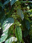 Itea rhamnoides