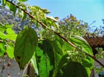 Itea rhamnoides
