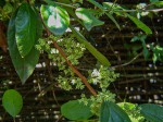 Itea rhamnoides