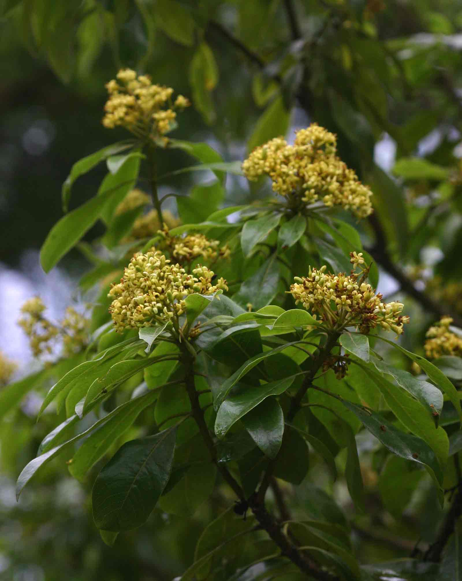 Pittosporum viridiflorum var. viridiflorum