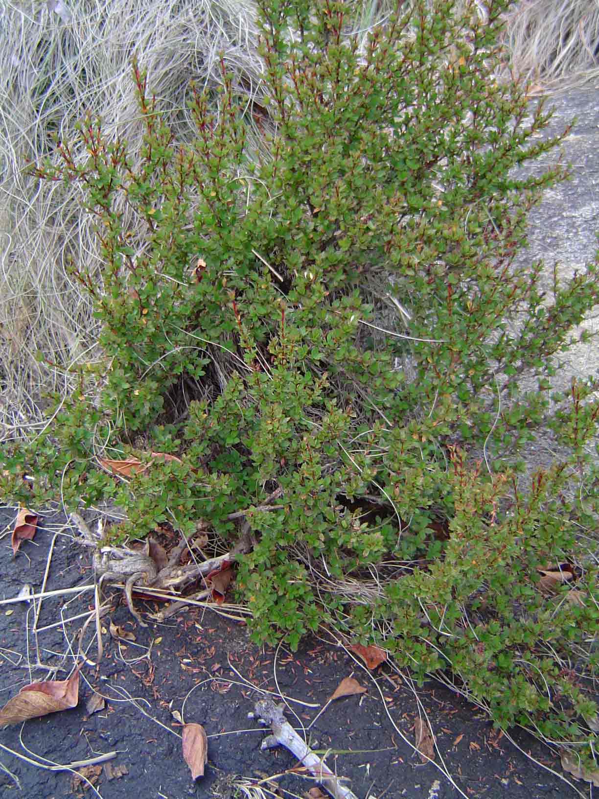 Myrothamnus flabellifolius Myrothamnus flabellifolius
