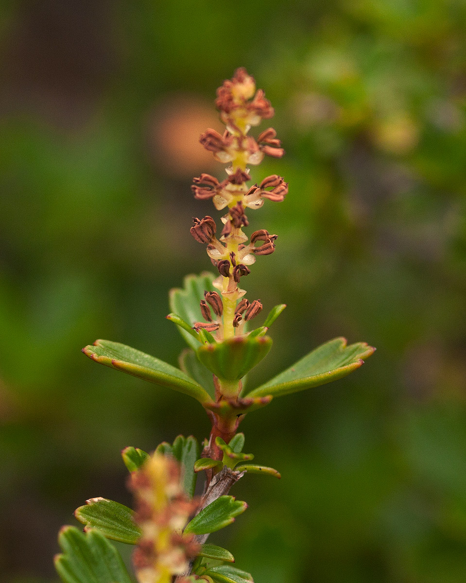 Myrothamnus flabellifolius Myrothamnus flabellifolius