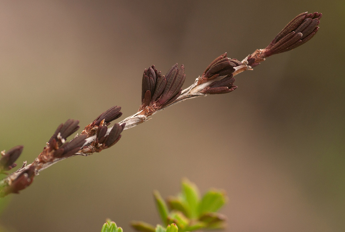 Myrothamnus flabellifolius Myrothamnus flabellifolius