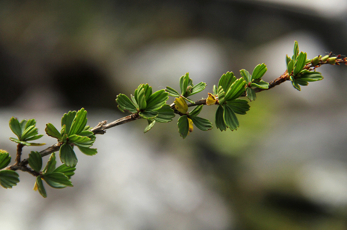 Myrothamnus flabellifolius Myrothamnus flabellifolius