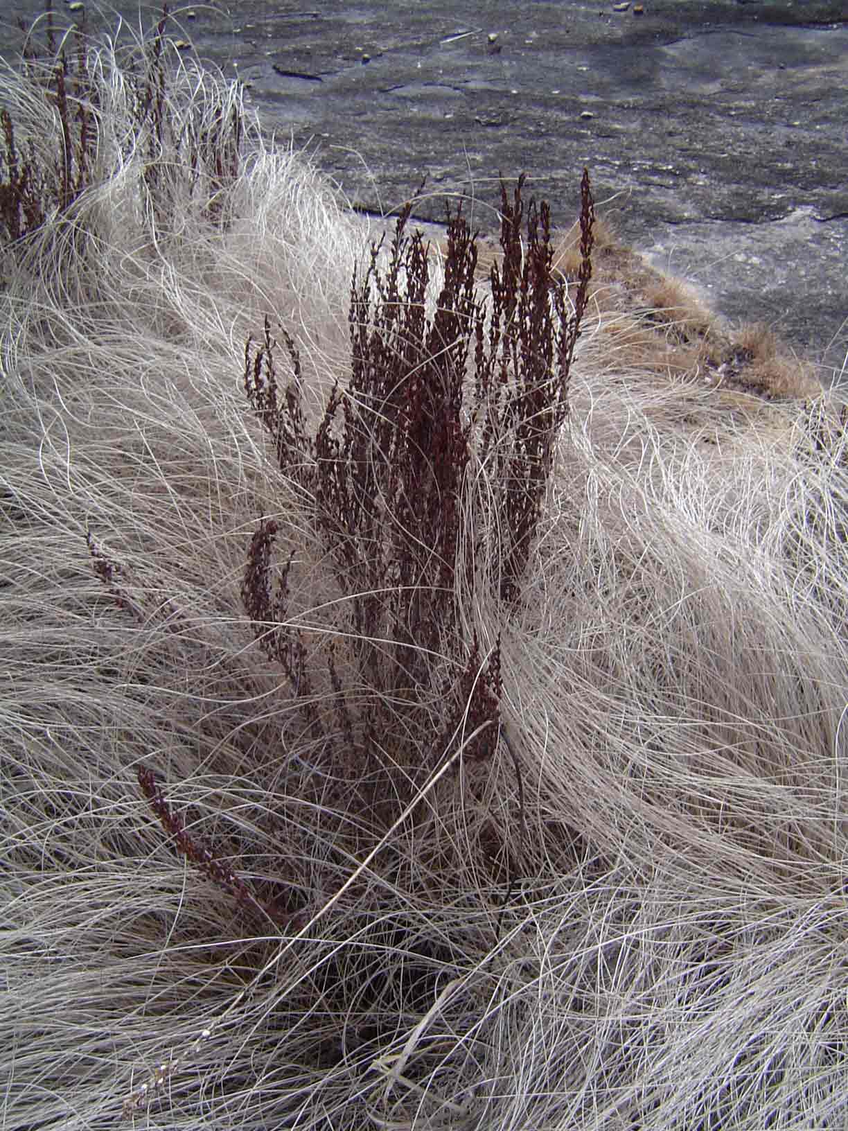 Myrothamnus flabellifolius Myrothamnus flabellifolius