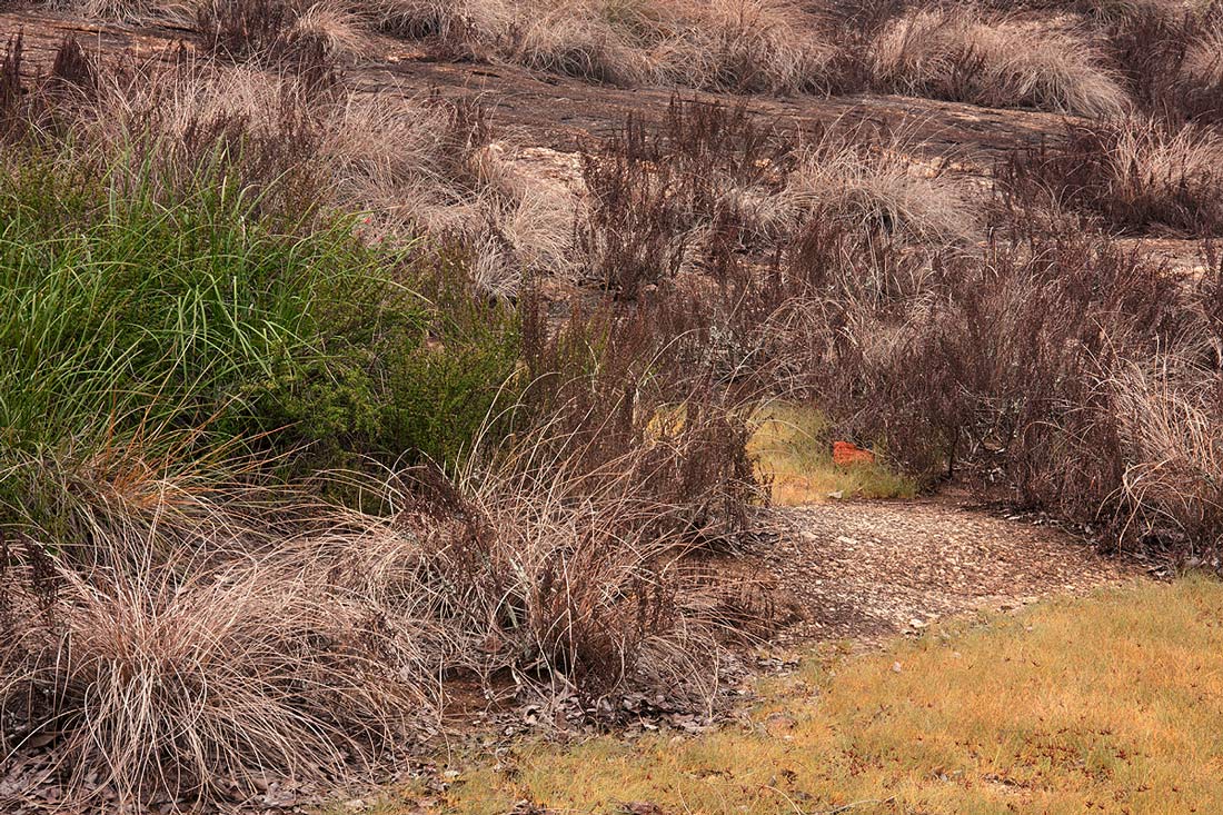 Myrothamnus flabellifolius Myrothamnus flabellifolius