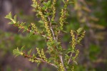 Myrothamnus flabellifolius