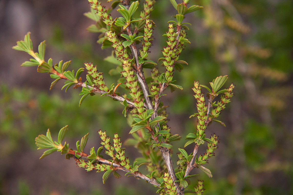 Myrothamnus flabellifolius Myrothamnus flabellifolius