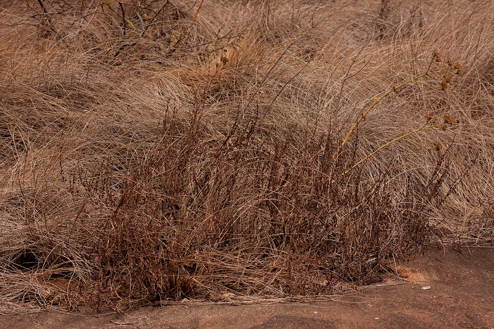 Myrothamnus flabellifolius Myrothamnus flabellifolius