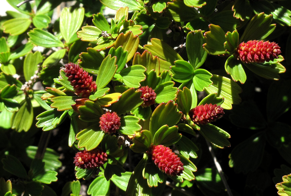 Myrothamnus flabellifolius Myrothamnus flabellifolius