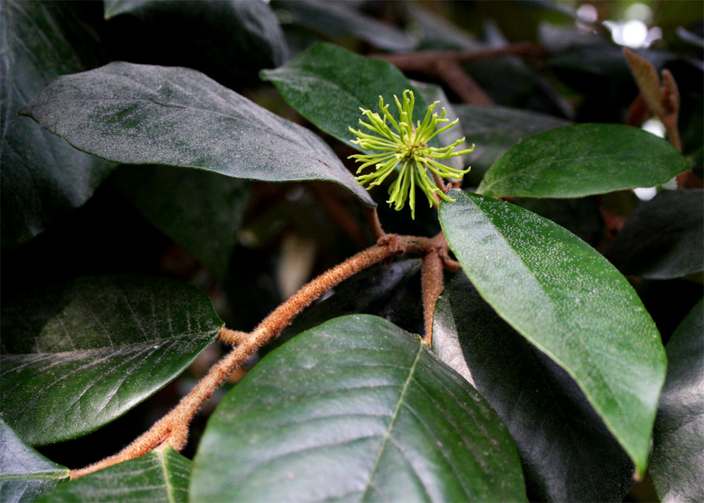 Trichocladus ellipticus subsp. malosanus