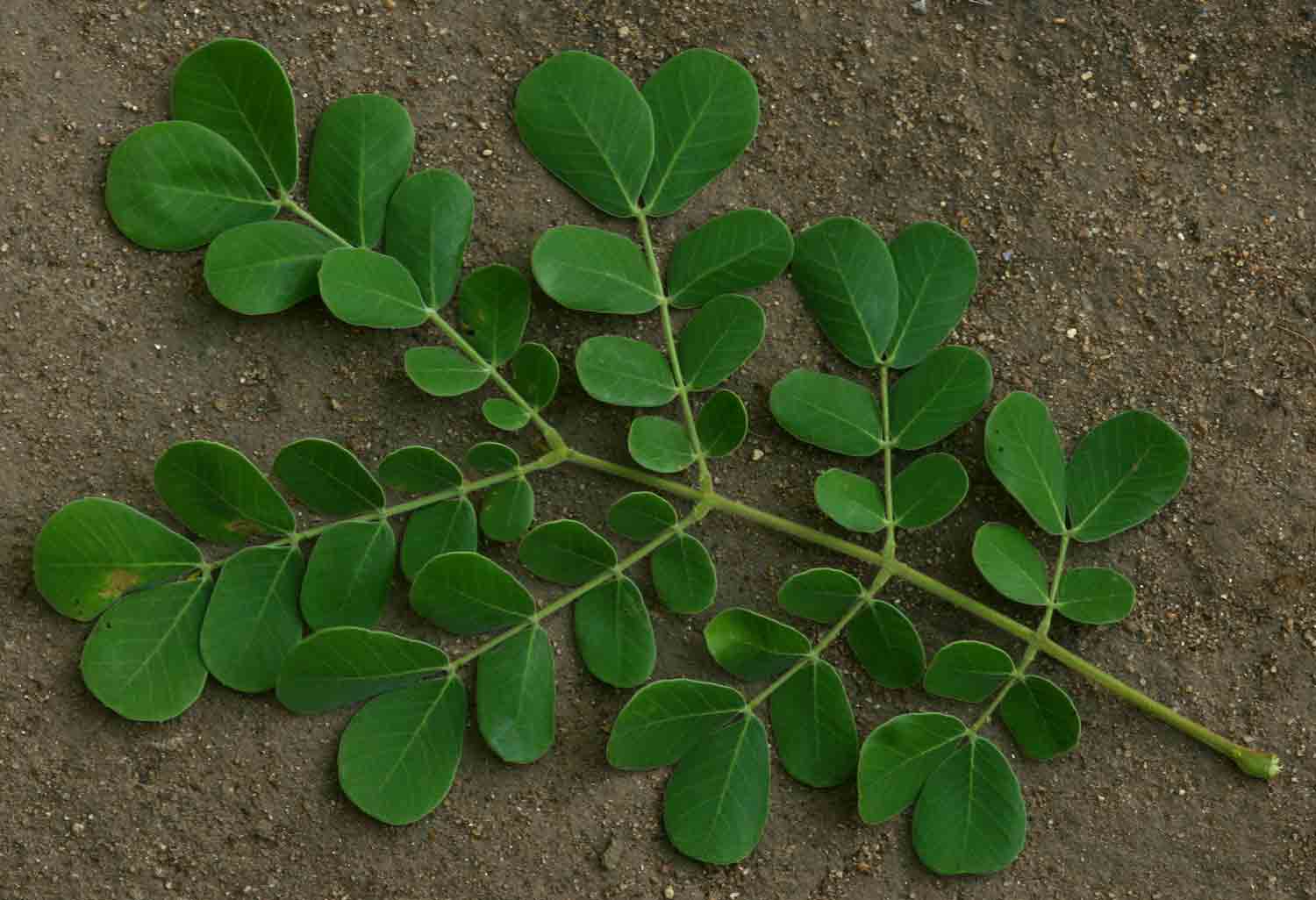 Albizia versicolor