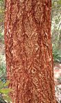 Acacia abyssinica subsp. calophylla