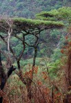 Acacia abyssinica subsp. calophylla