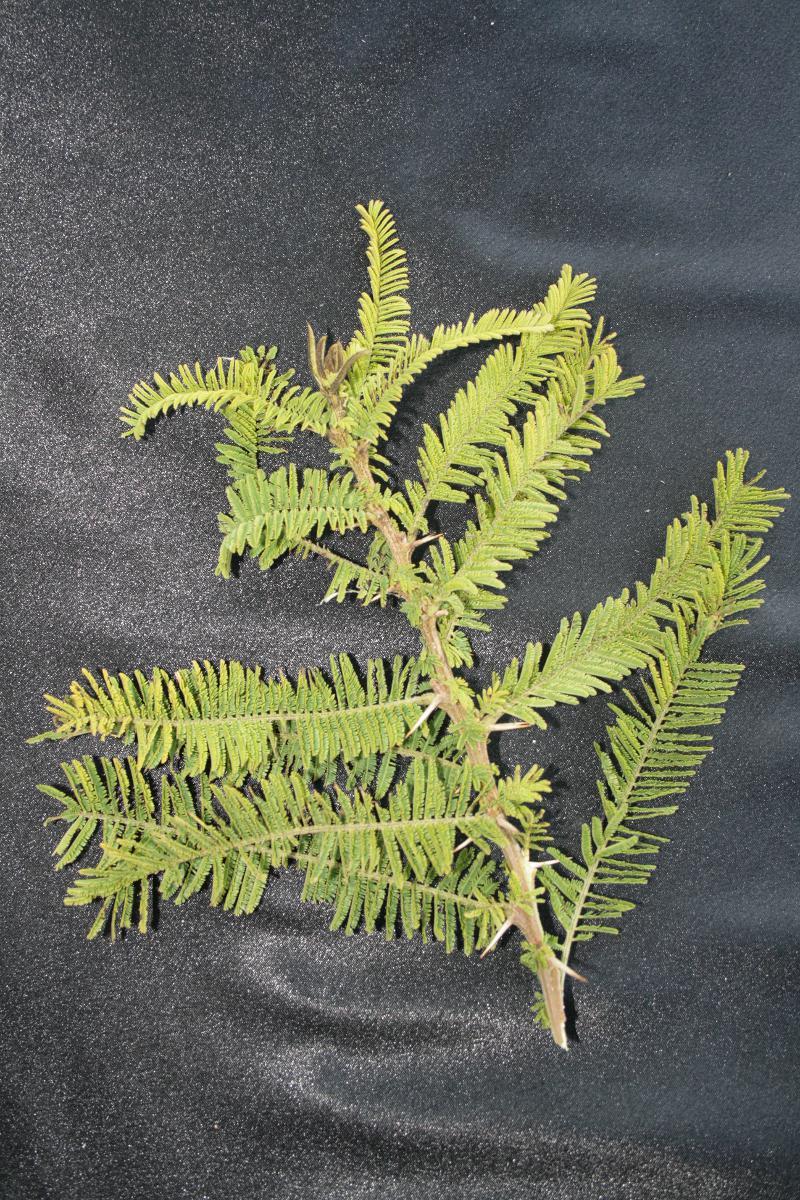 Acacia abyssinica subsp. calophylla