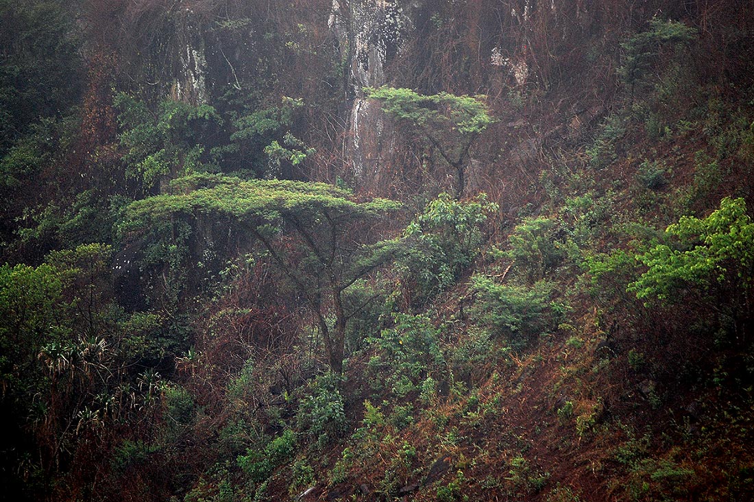 Acacia abyssinica subsp. calophylla