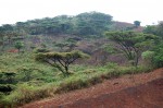 Acacia abyssinica subsp. calophylla
