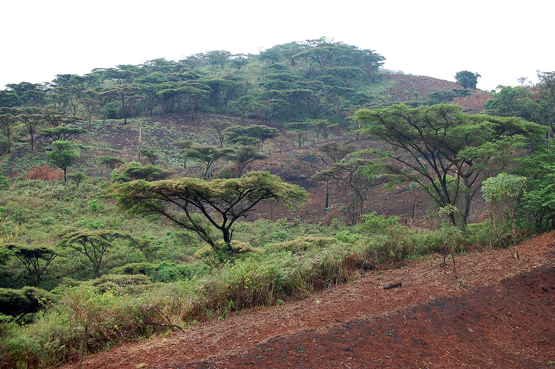 Acacia abyssinica subsp. calophylla