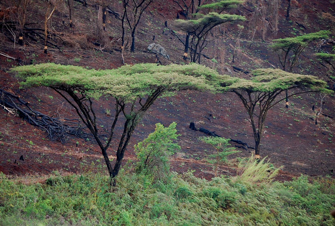 Acacia abyssinica subsp. calophylla