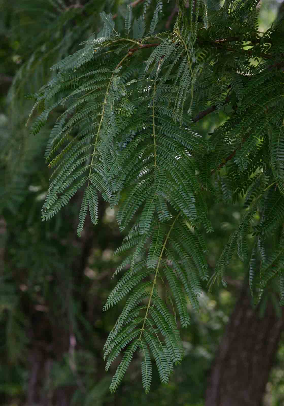 Acacia amythethophylla