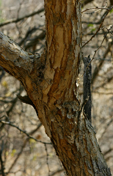 Acacia erubescens