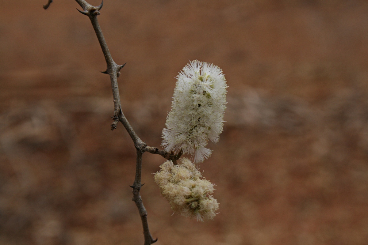 Acacia erubescens