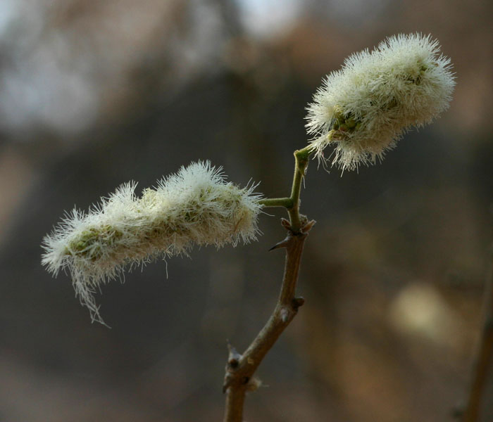 Acacia erubescens