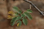 Acacia erubescens