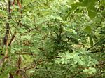Acacia goetzei subsp. goetzei