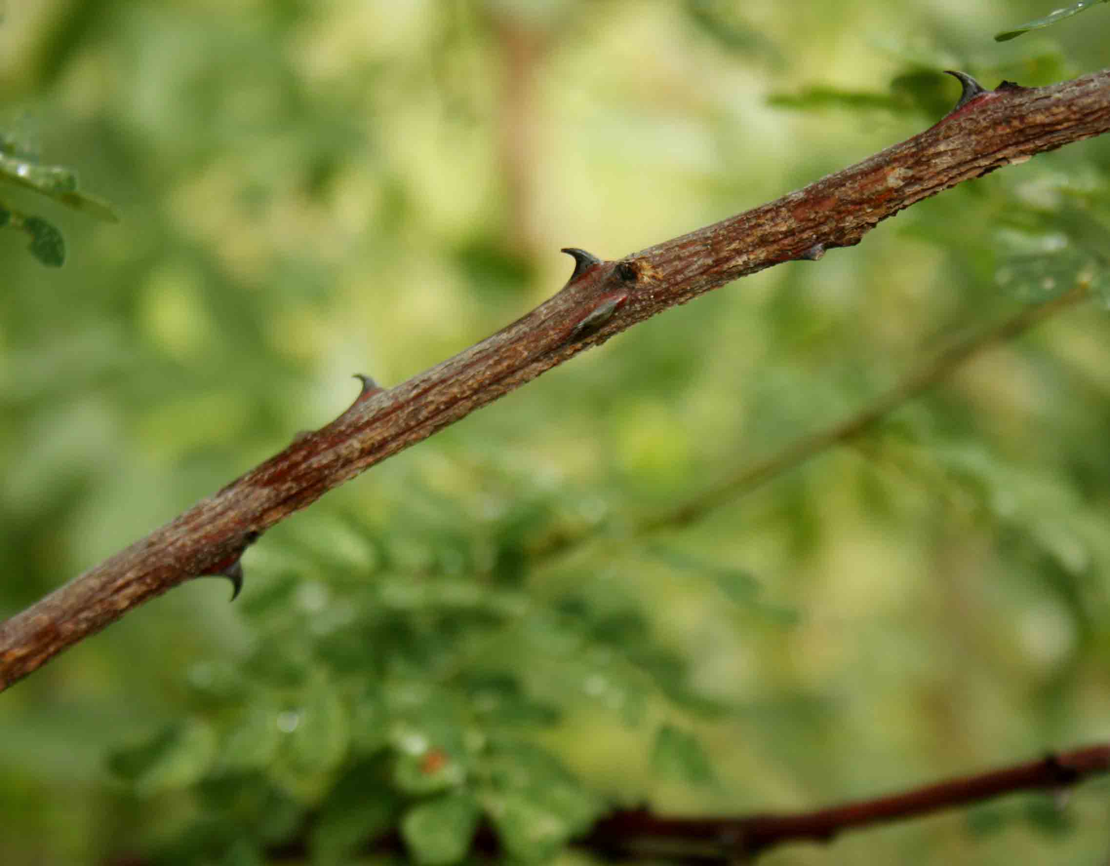 Acacia goetzei subsp. goetzei