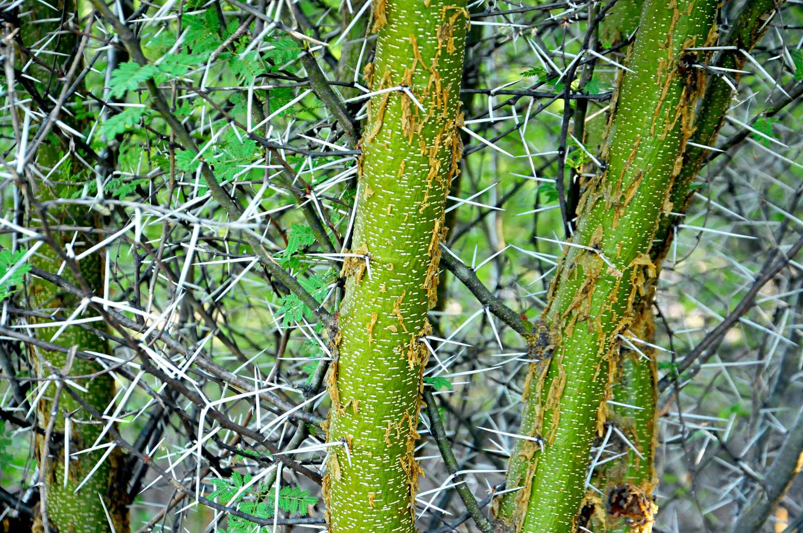 Acacia kirkii subsp. kirkii var. kirkii Acacia kirkii subsp. kirkii var. kirkii