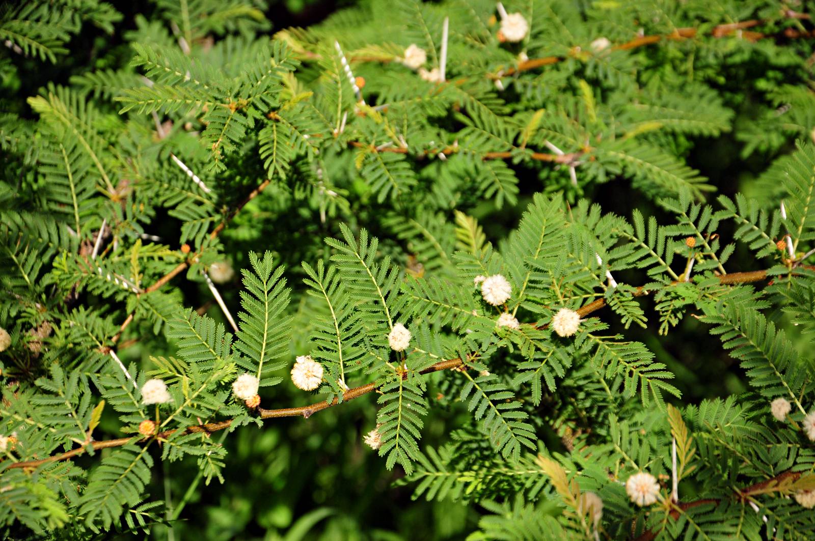 Acacia kirkii subsp. kirkii var. kirkii Acacia kirkii subsp. kirkii var. kirkii