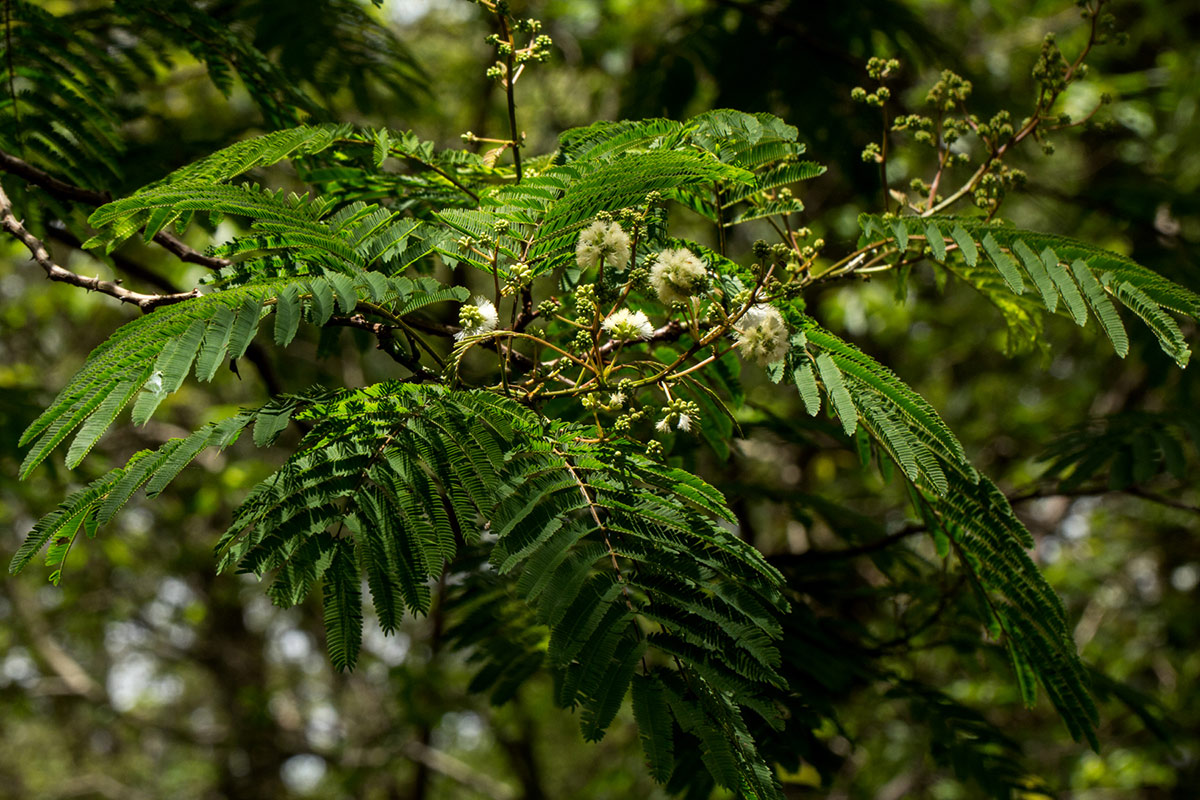 Acacia pentagona Acacia pentagona