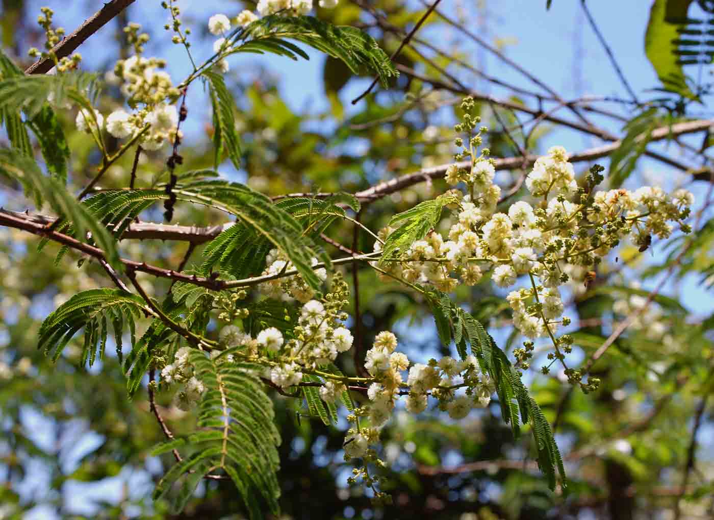 Acacia pentagona Acacia pentagona