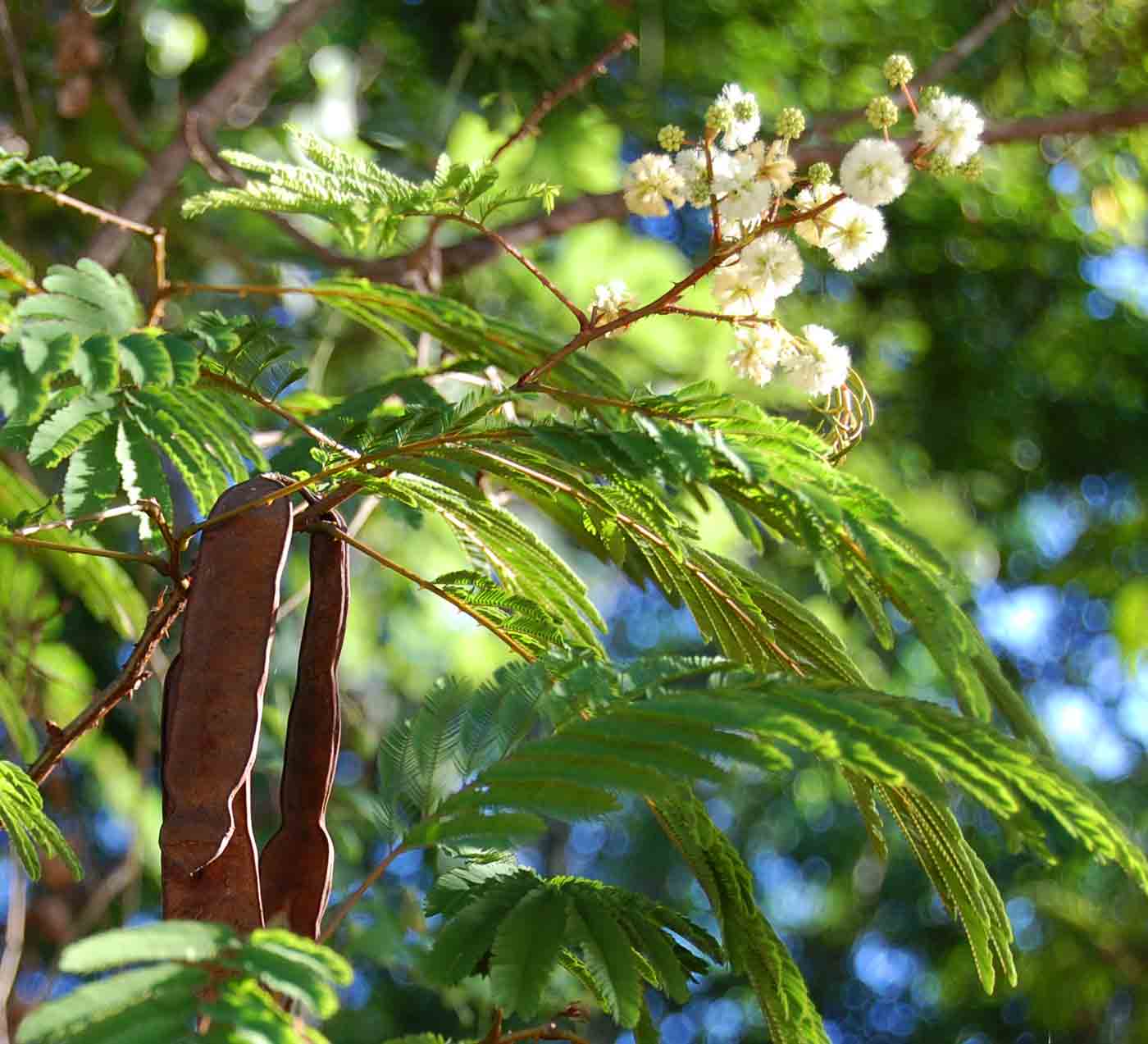 Acacia pentagona Acacia pentagona