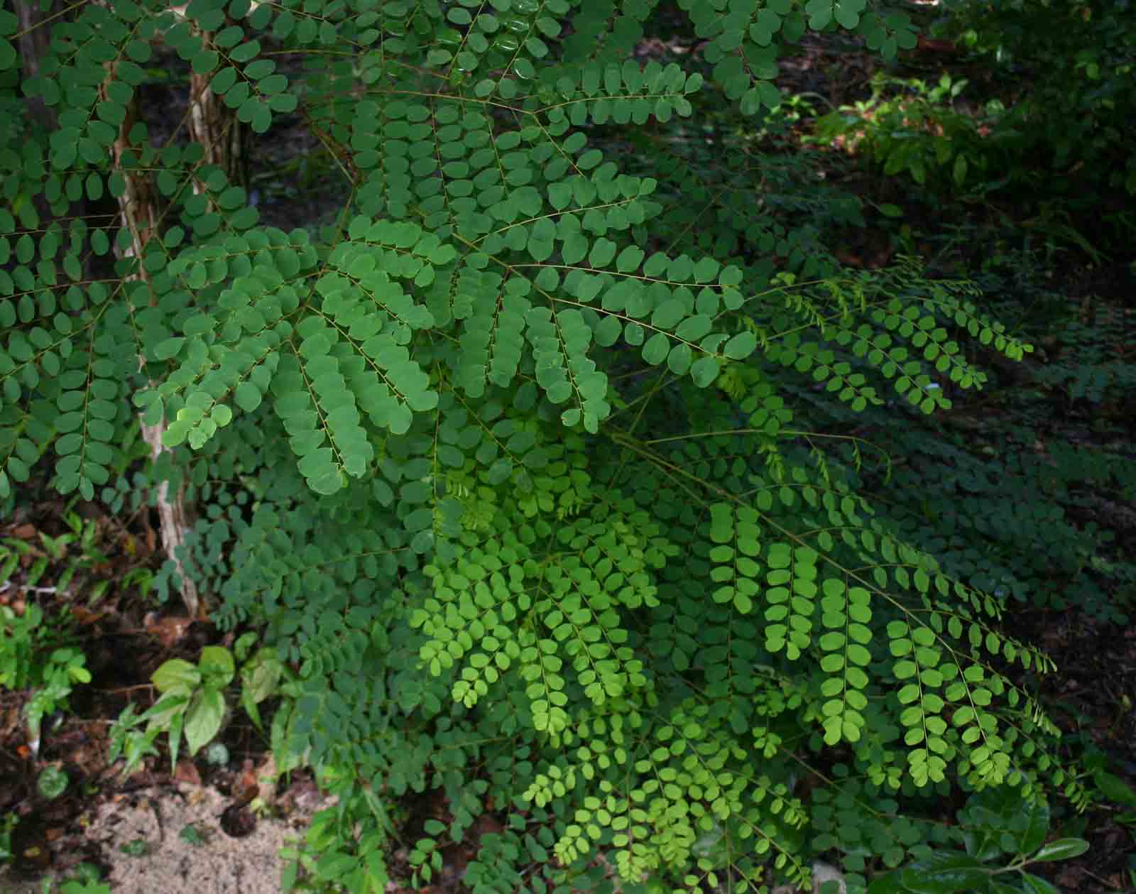 Amblygonocarpus andongensis Amblygonocarpus andongensis
