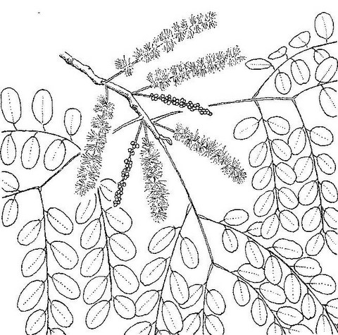 Amblygonocarpus andongensis Amblygonocarpus andongensis