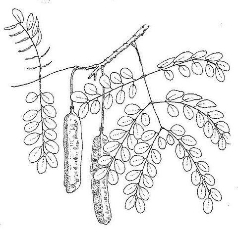 Amblygonocarpus andongensis Amblygonocarpus andongensis