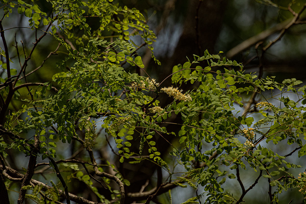 Amblygonocarpus andongensis Amblygonocarpus andongensis