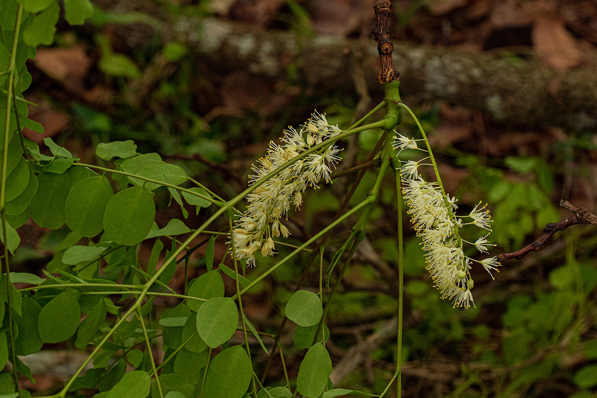Amblygonocarpus andongensis Amblygonocarpus andongensis